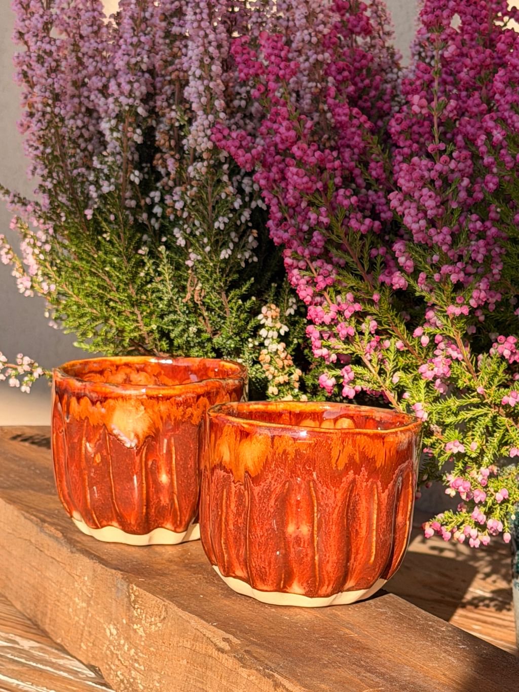 Czarka Maple