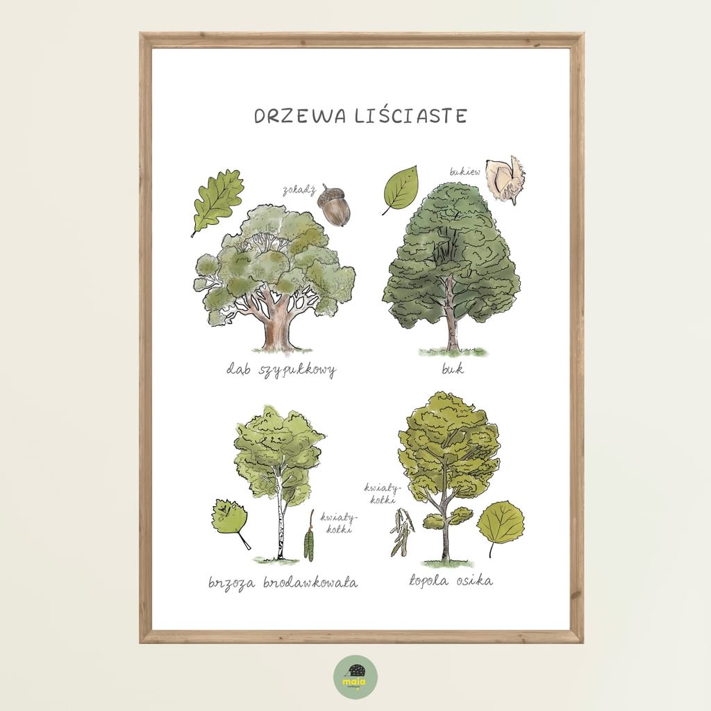 Plakat edukacyjny Drzewa liściaste