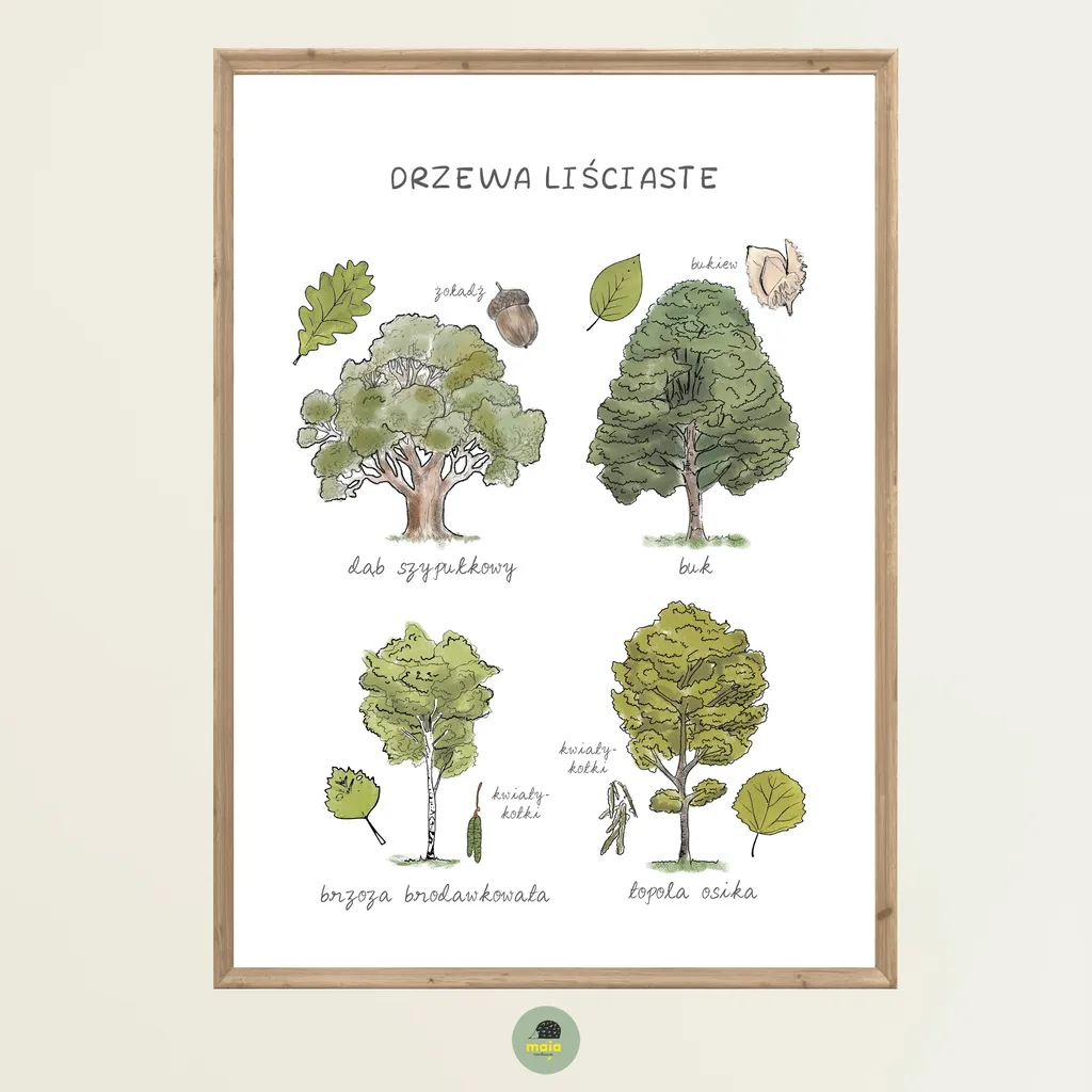 Plakat edukacyjny Drzewa liściaste