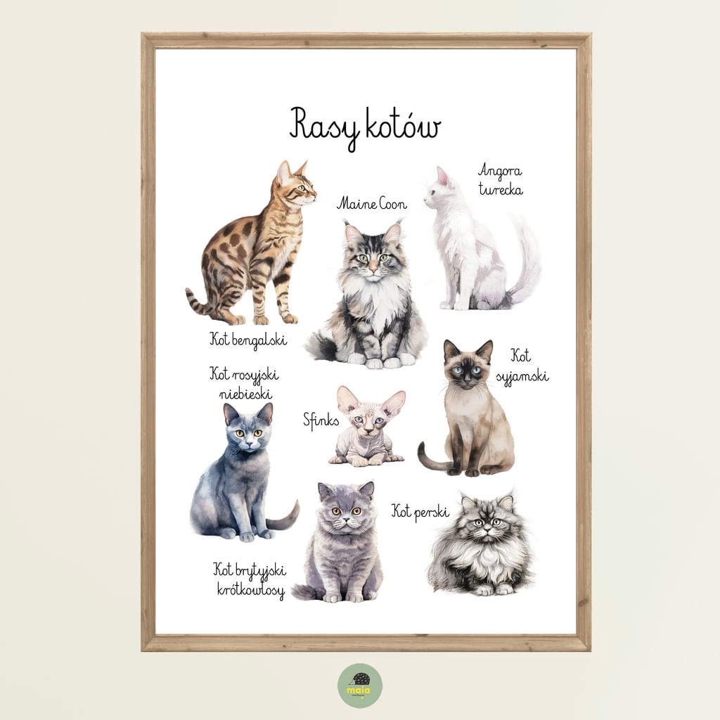 Plakat edukacyjny Rasy kotów