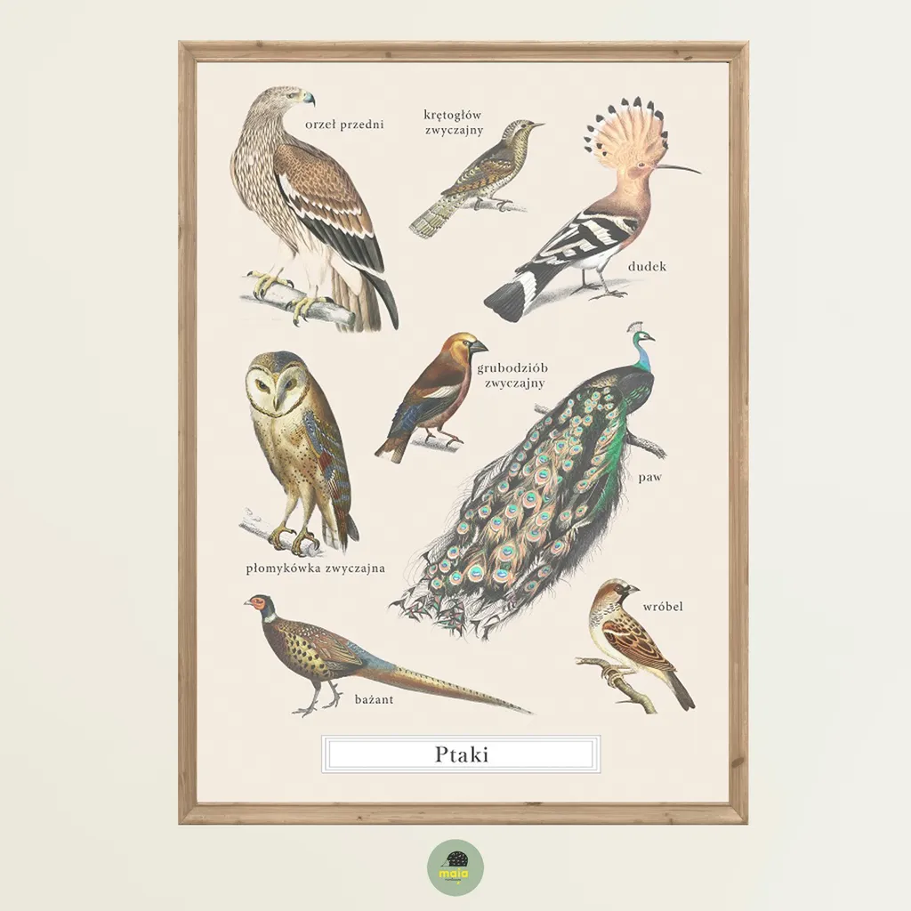 Plakat Ptaki Vintage