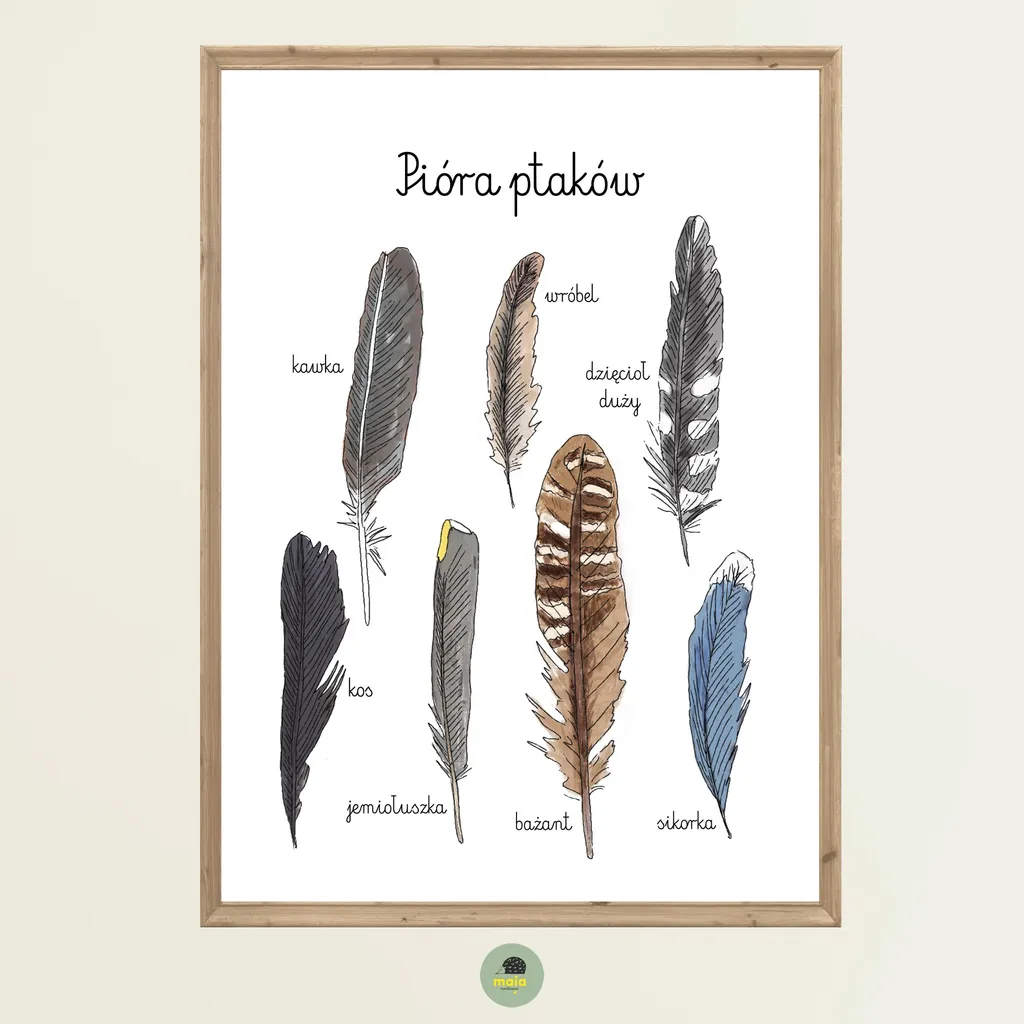 Plakat edukacyjny Pióra ptaków