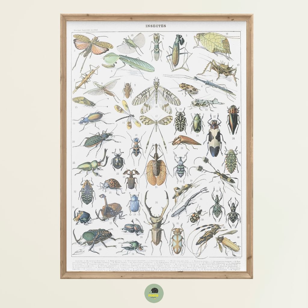 Plakat Owady Vintage 1