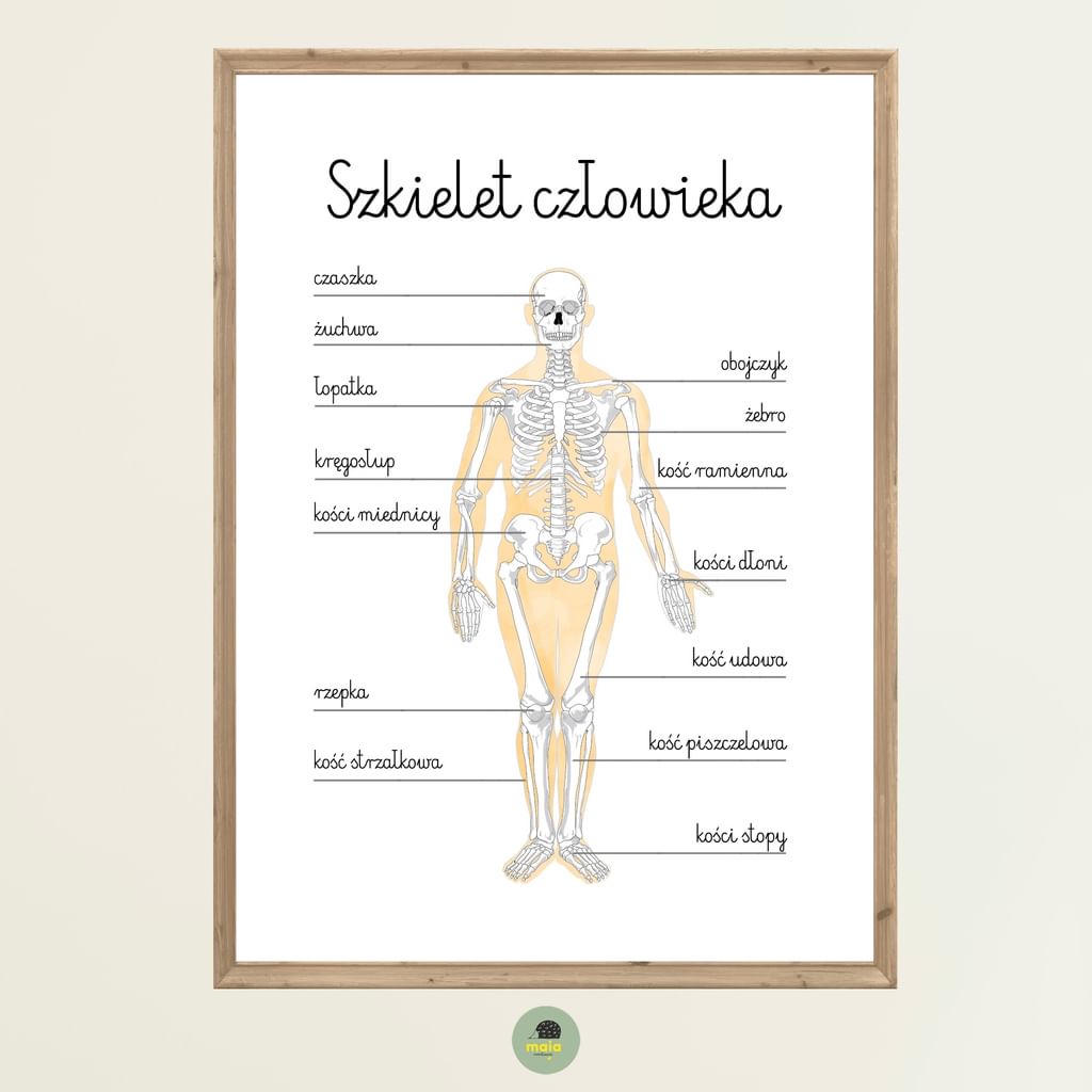 Plakat edukacyjny Szkielet człowieka