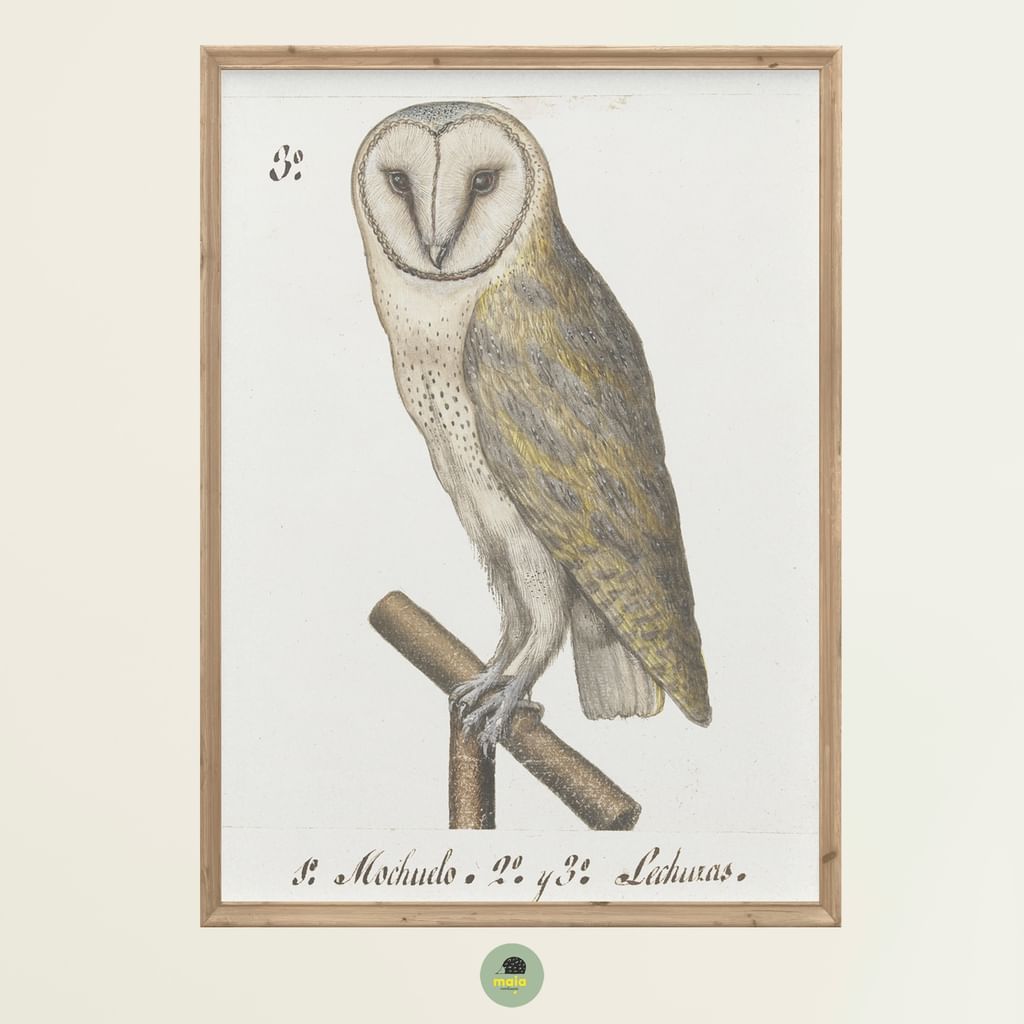 Plakat Sowa Vintage