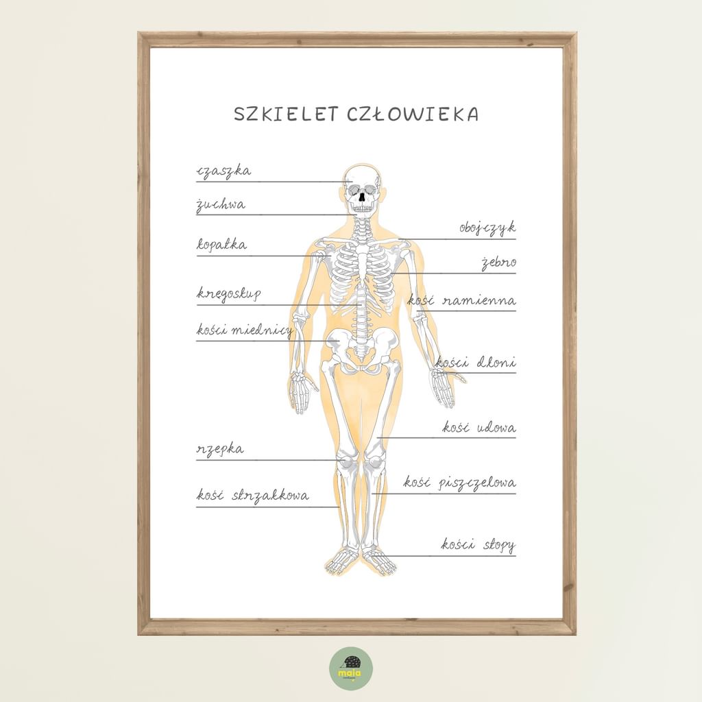 Plakat edukacyjny Szkielet człowieka