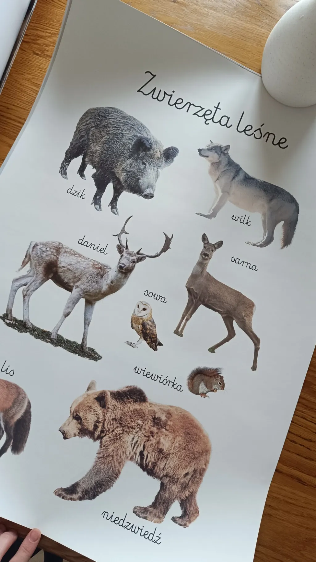 Plakat 50x70 Zwierzęta zagrodowe