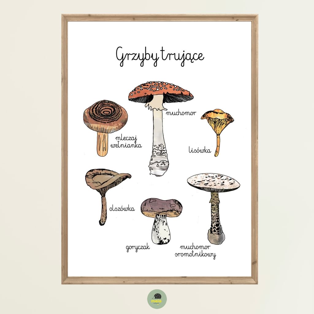 Plakat edukacyjny Grzyby trujące