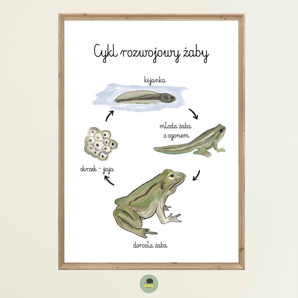 Plakat edukacyjny Cykl życia żaby