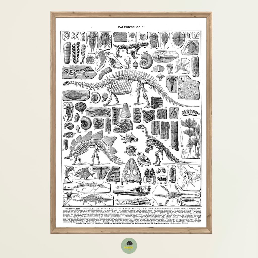 Plakat Szkielety dinozaurów