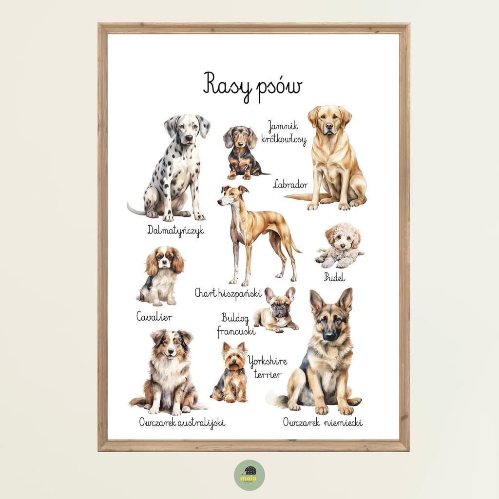 Plakat edukacyjny Rasy psów