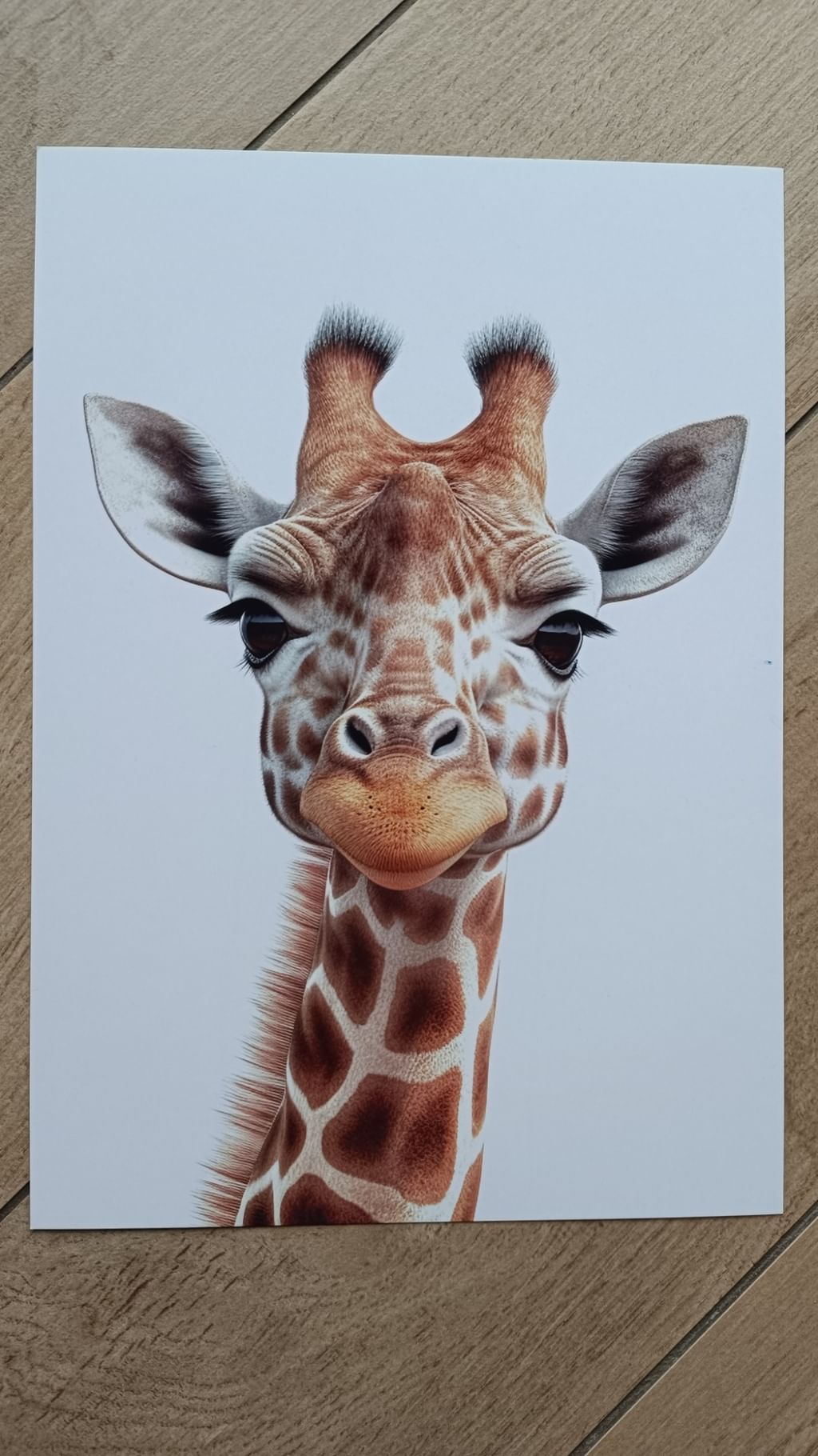 Plakat A4 żyrafa