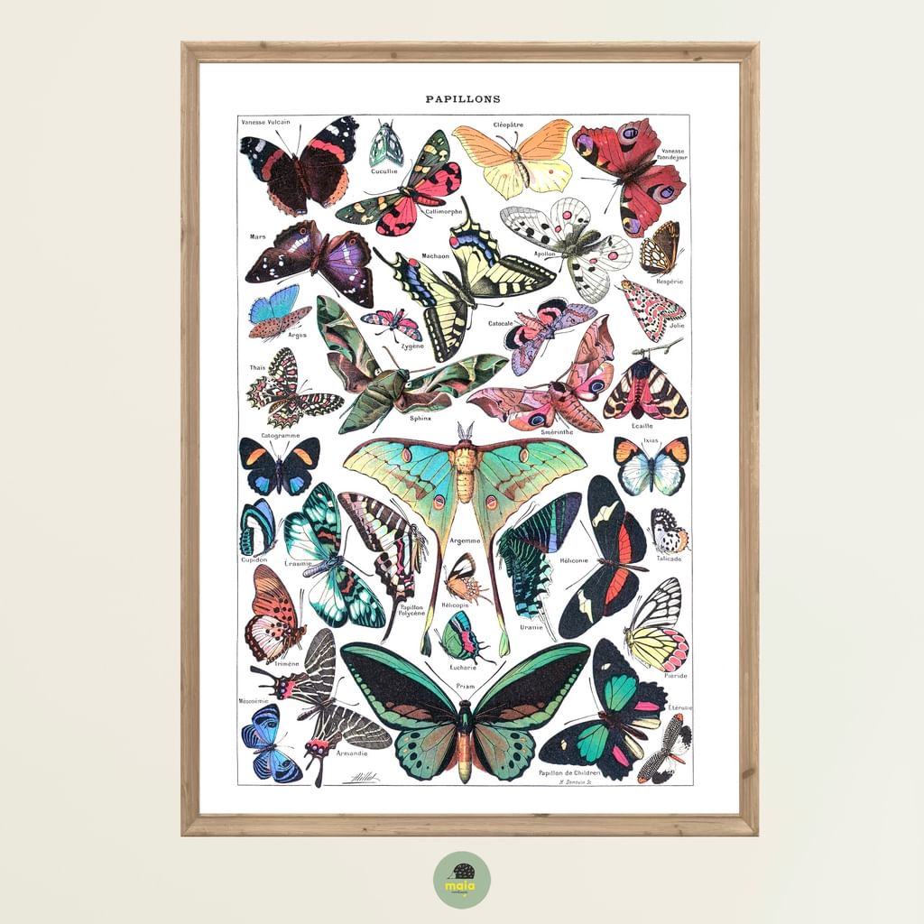 Plakat Motyle Vintage 1