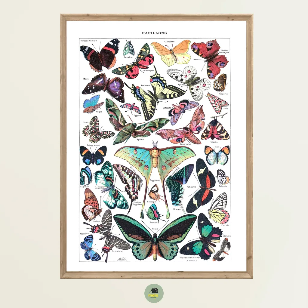 Plakat Motyle Vintage 1