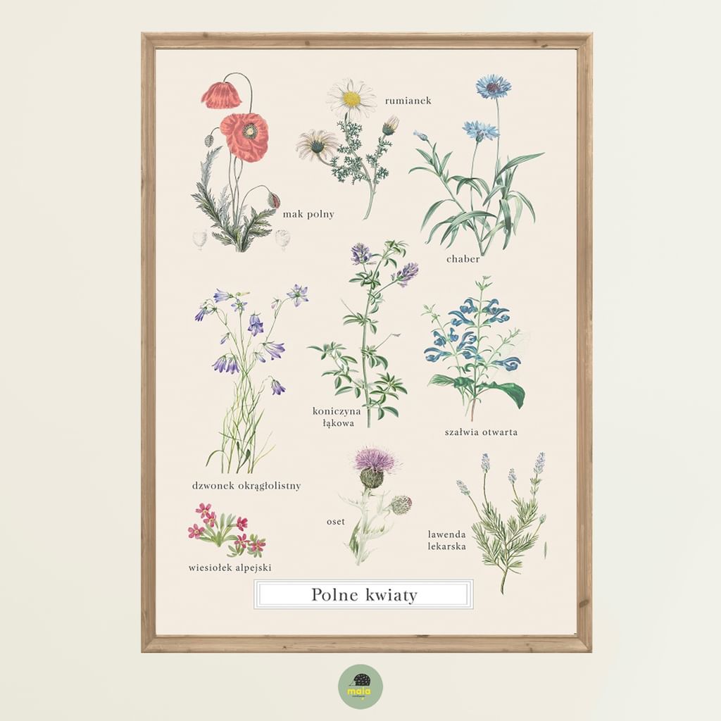 Plakat Kwiaty polne Vintage