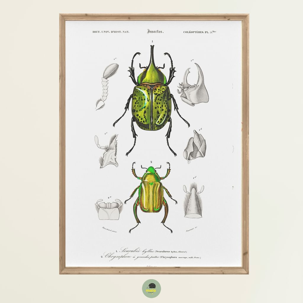 Plakat Skarabeusz Vintage