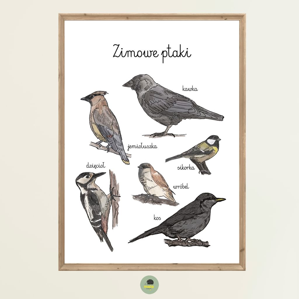 Plakat edukacyjny Zimowe ptaki