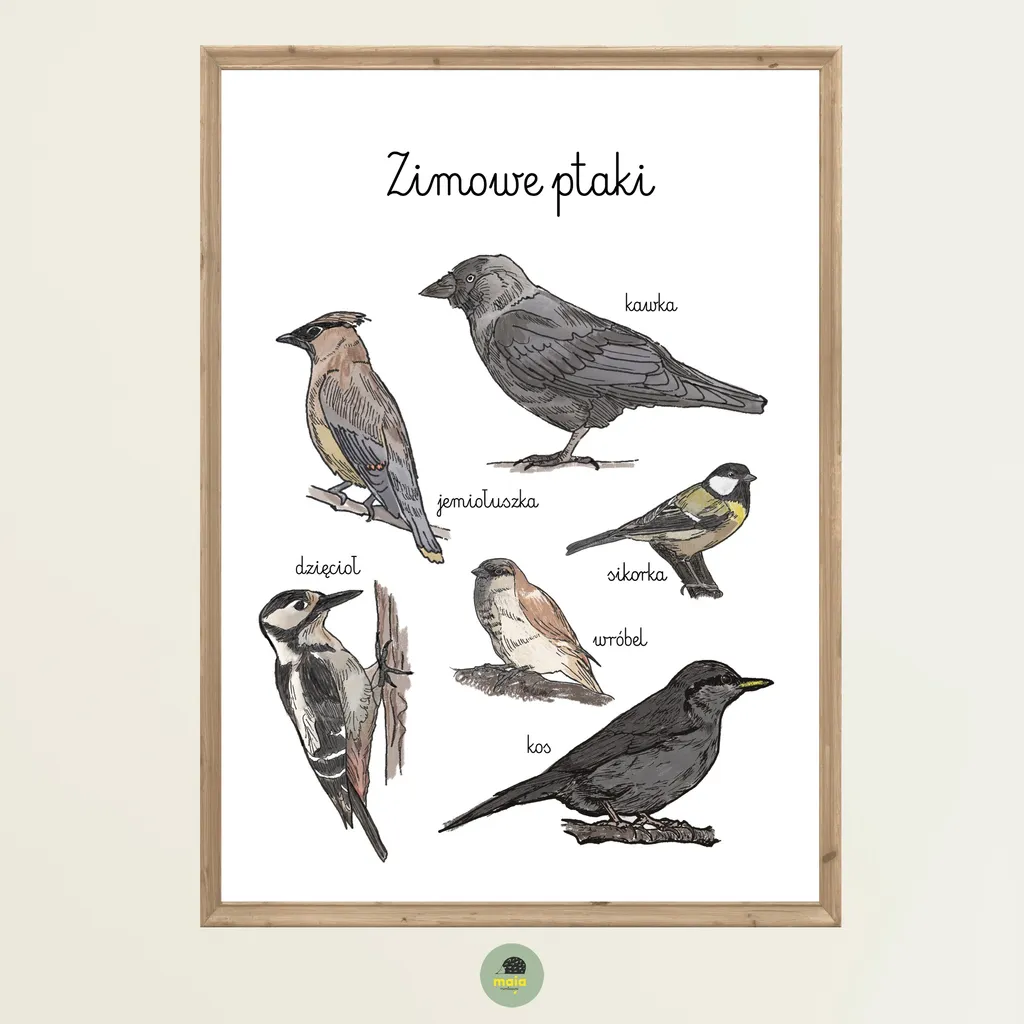 Plakat edukacyjny Zimowe ptaki