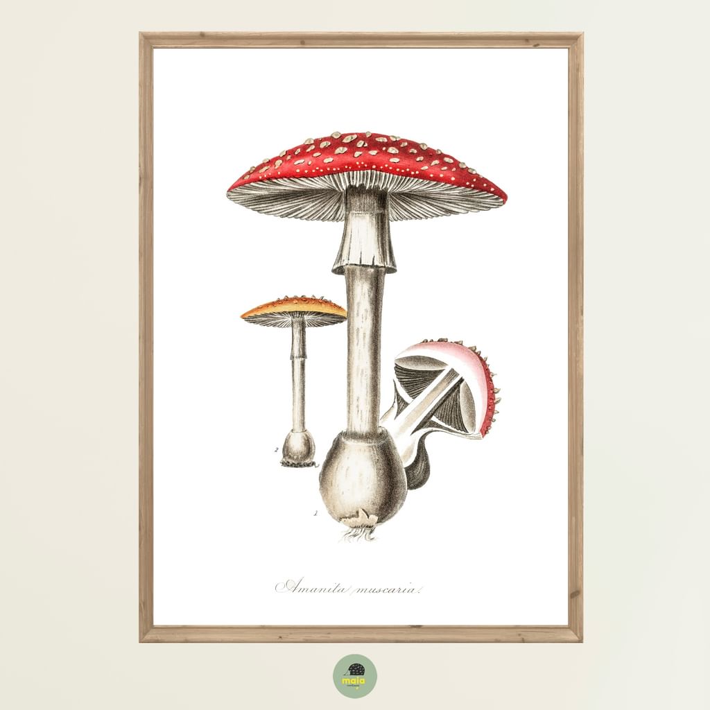 Plakat Muchomor Vintage