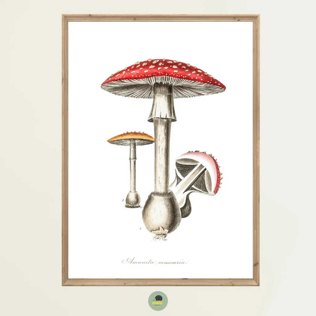 Plakat Muchomor Vintage