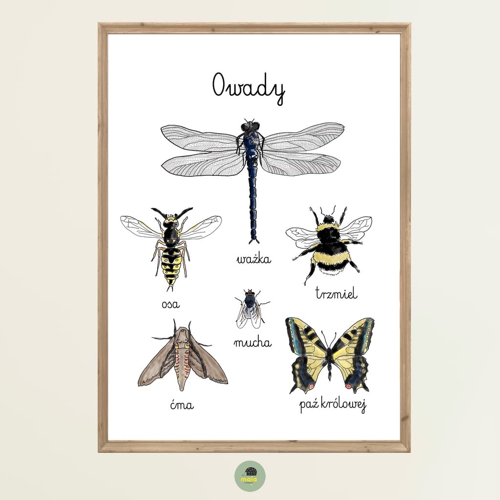 Plakat edukacyjny Owady 1