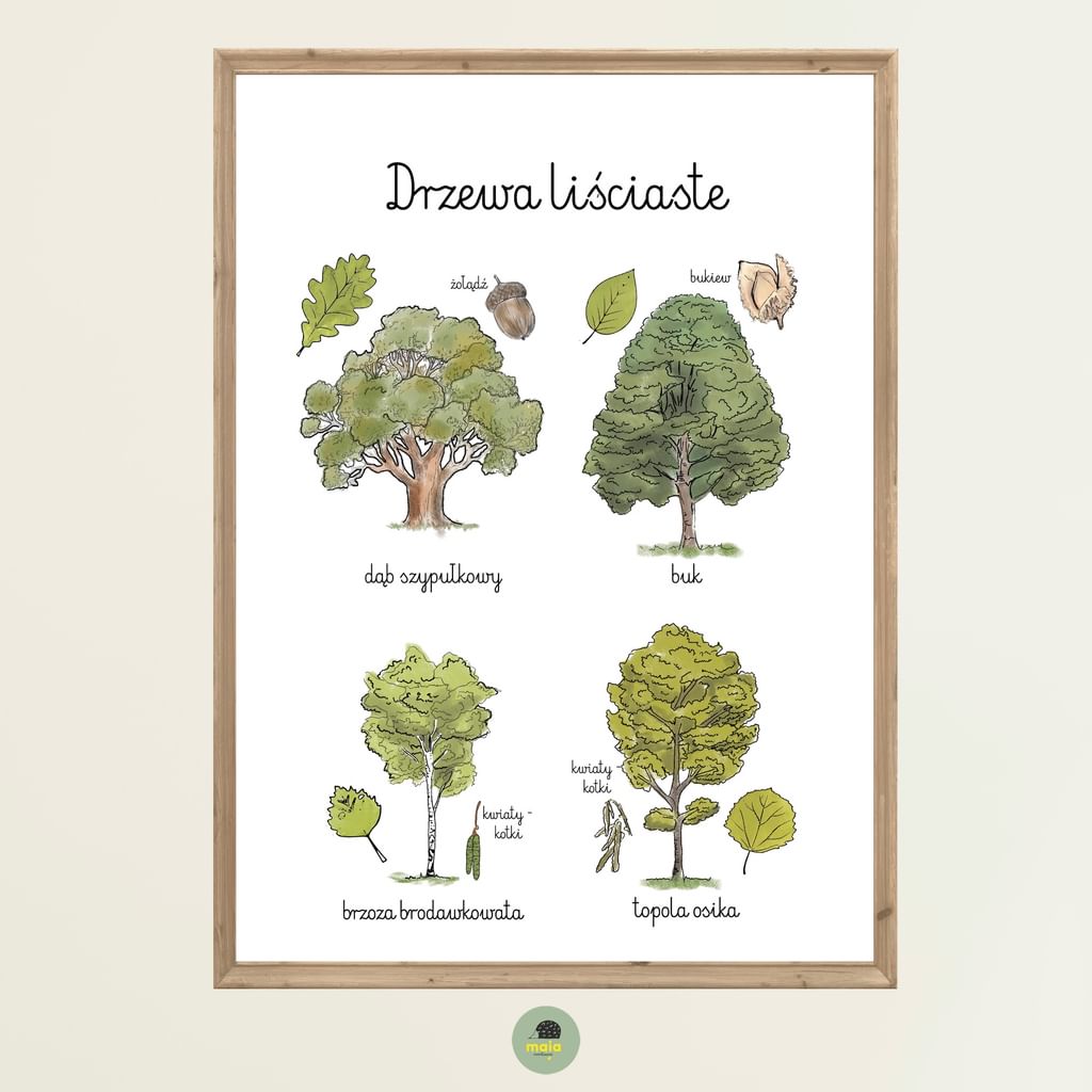 Plakat edukacyjny Drzewa liściaste 1