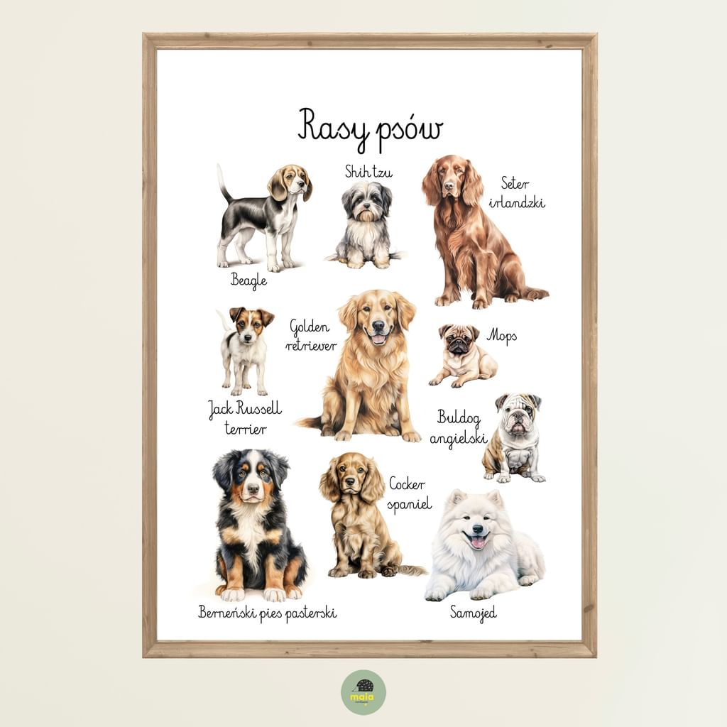 Plakat edukacyjny Rasy psów 2