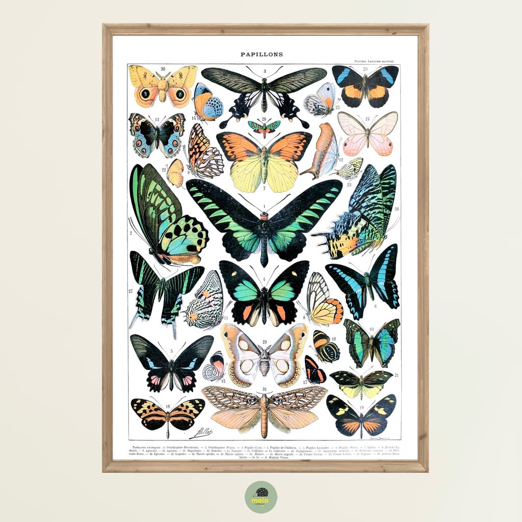 Plakat Motyle Vintage 2