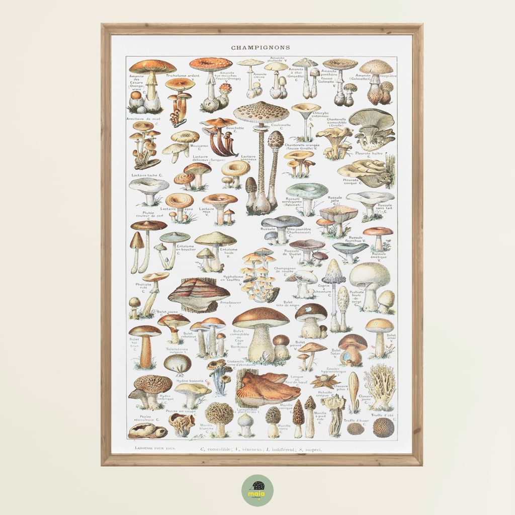Plakat Grzyby