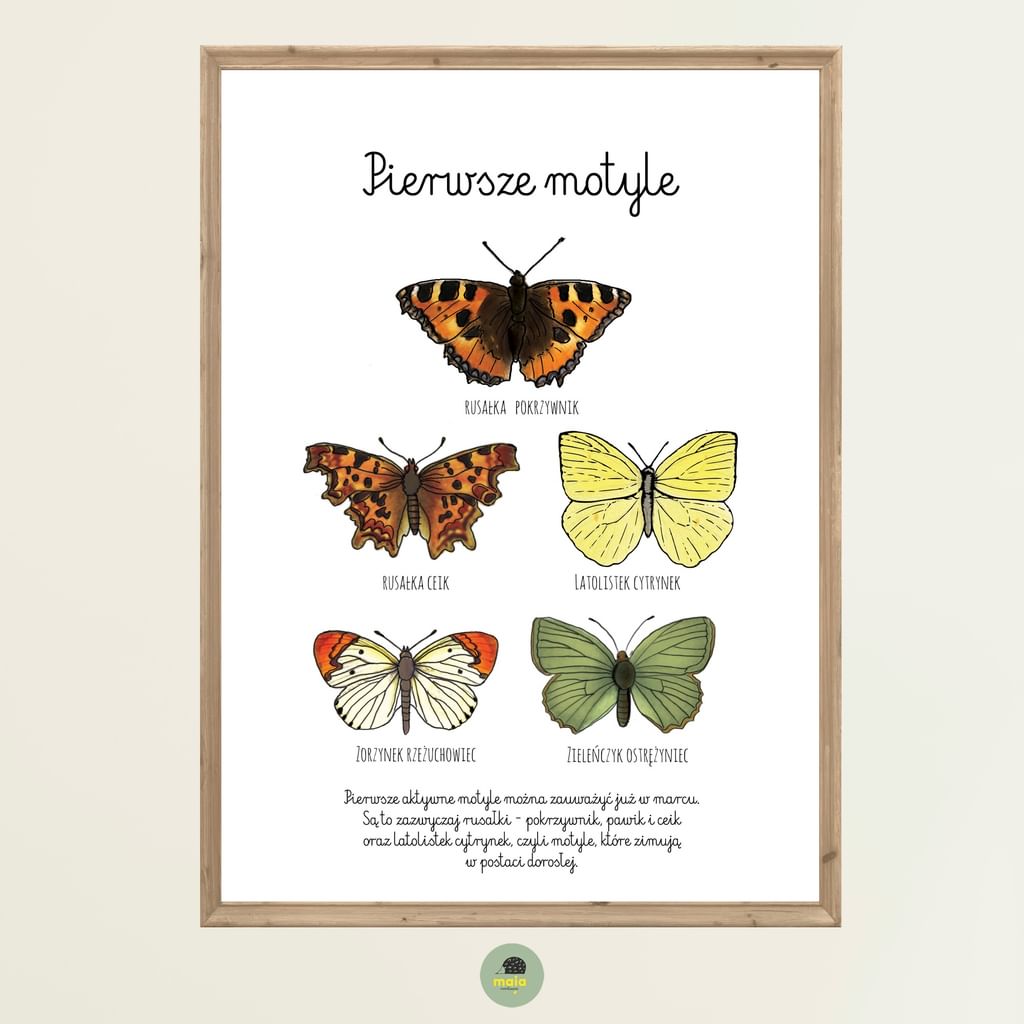 Plakat edukacyjny Pierwsze motyle