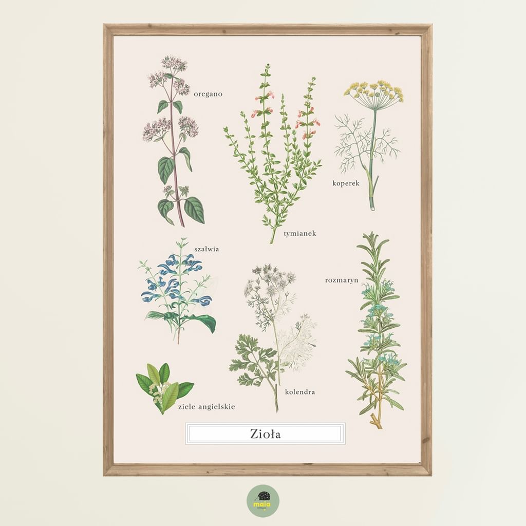 Plakat Zioła Vintage