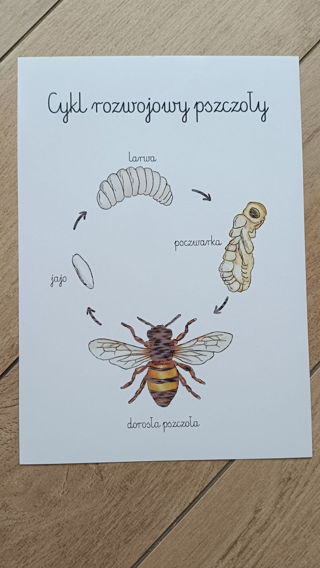 Plakat A4 cykl rozwojowy pszczoły