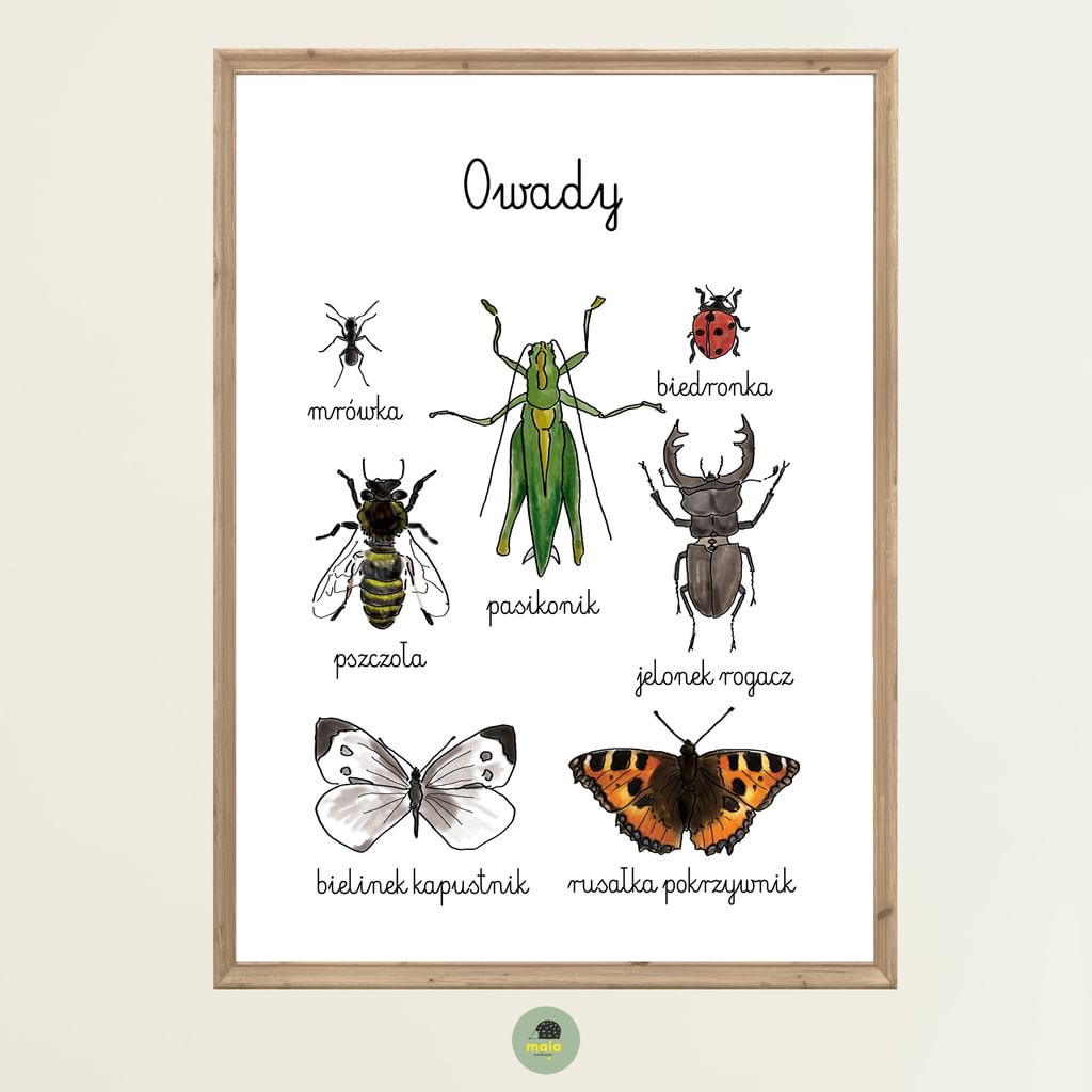 Plakat edukacyjny Owady 2