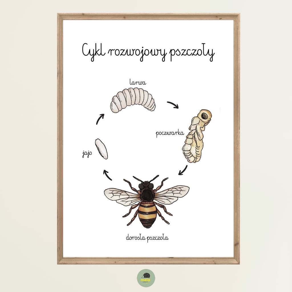 Plakat edukacyjny Cykl życia pszczoły