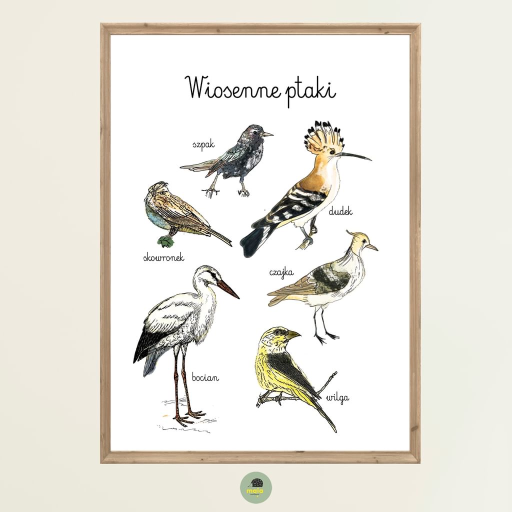Plakat edukacyjny Wiosenne ptaki