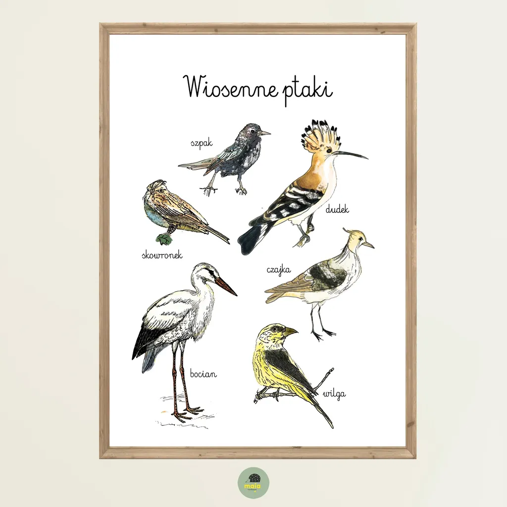 Plakat edukacyjny Wiosenne ptaki