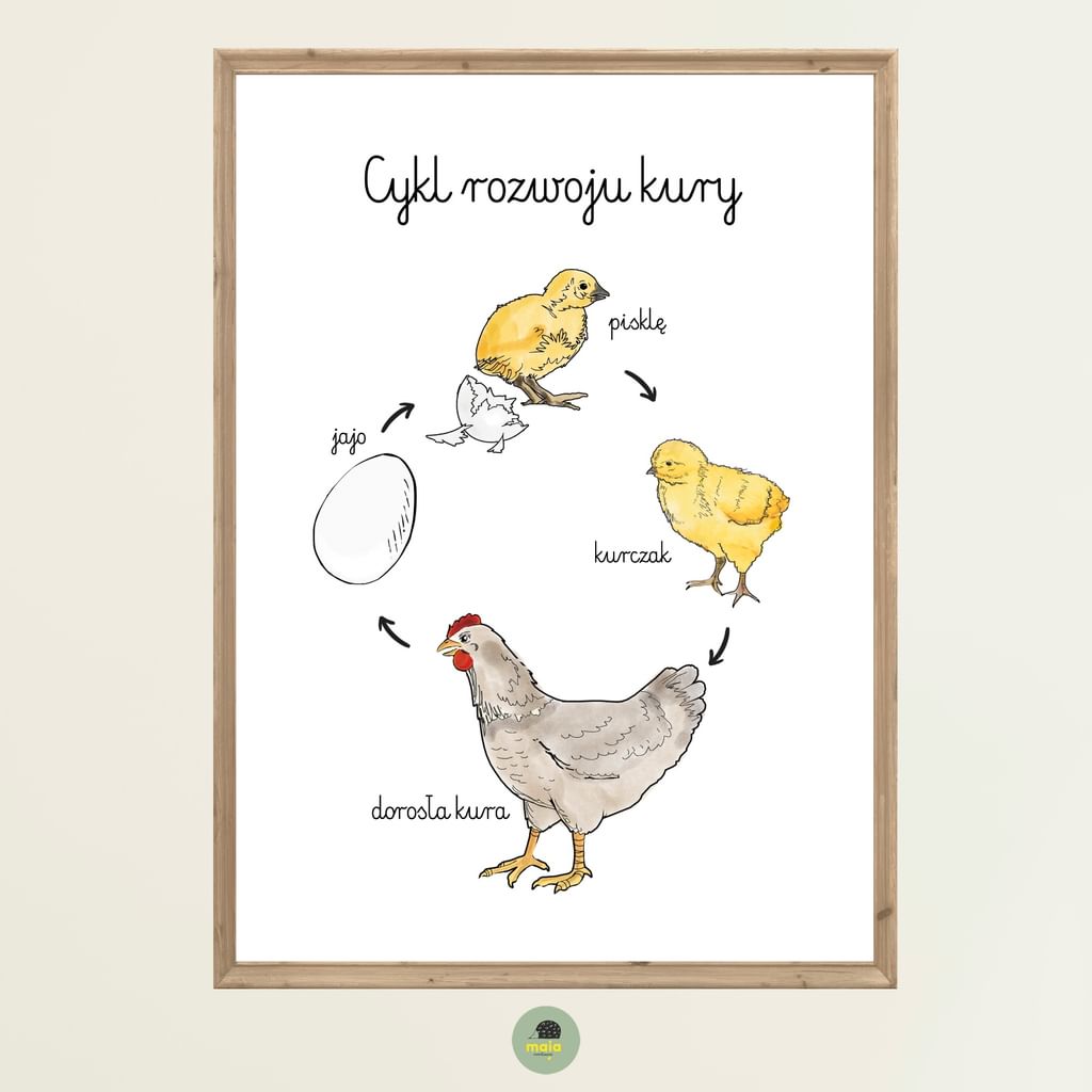 Plakat edukacyjny Cykl życia kury
