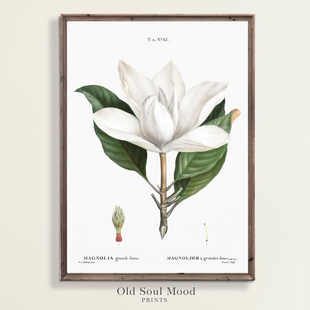 Magnolia